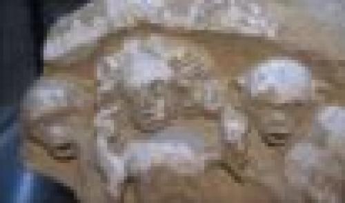 Archeoforum : 5 ans
